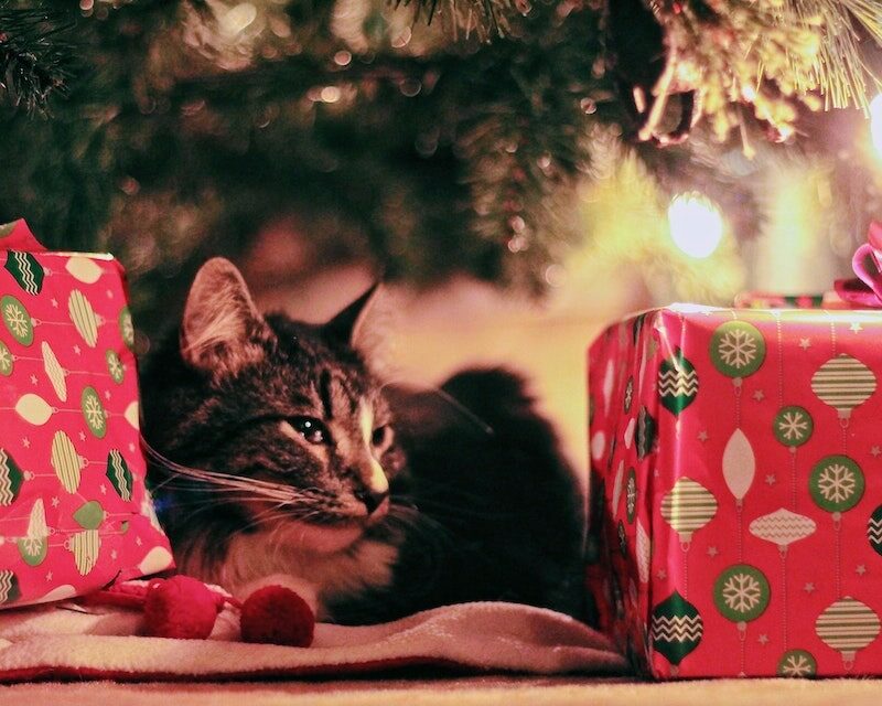 Un chat à côté des cadeaux