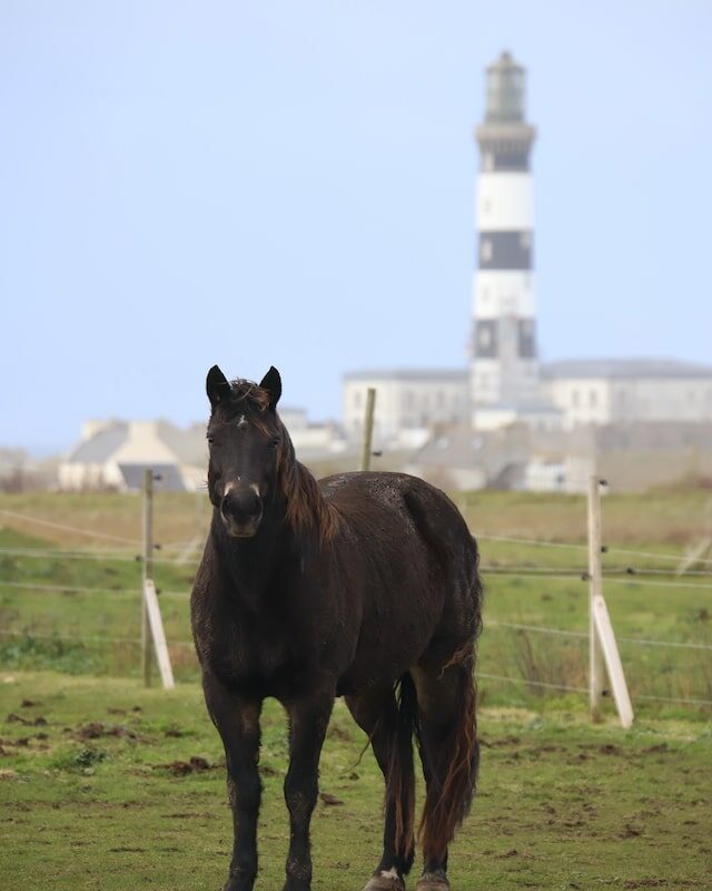 Un cheval et le phare de l'Île d'Ouessant en arrière plan