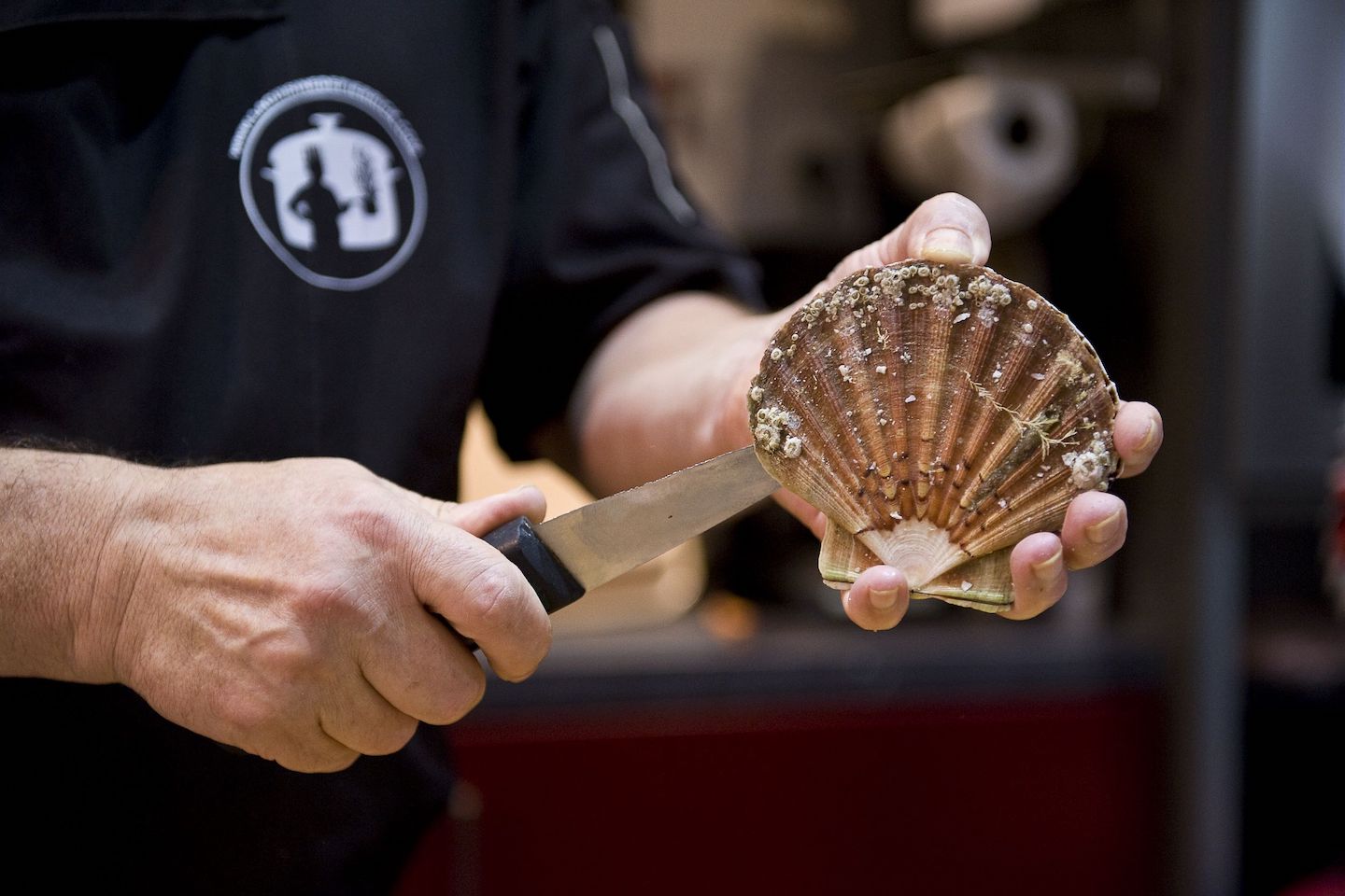 La coquille Saint-Jacques : star de Saint-Quay-Portrieux