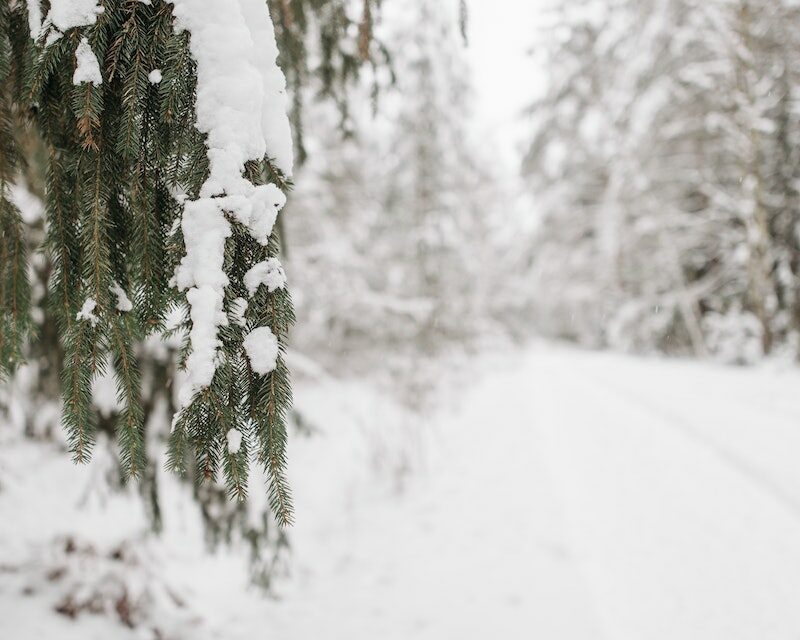 Une branche d'arbre recouverte de neige