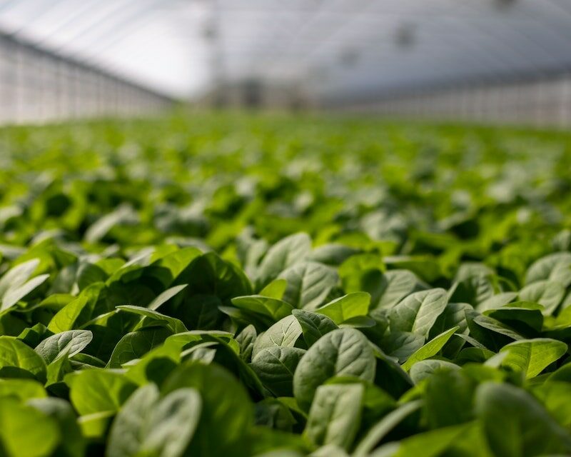 Des plants qui poussent sous une serre