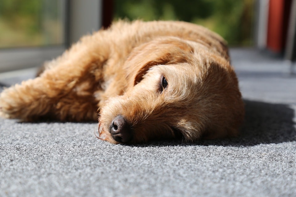 Basset fauve de Bretagne qui dort