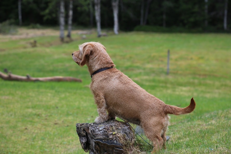 Basset fauve de Bretagne sur un pierre