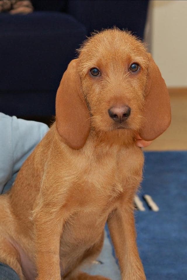 Chiot Griffon fauve de Bretagne