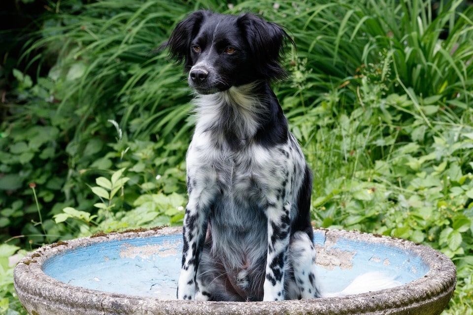 Epagneul breton noir et blanc assis dans une fontaine