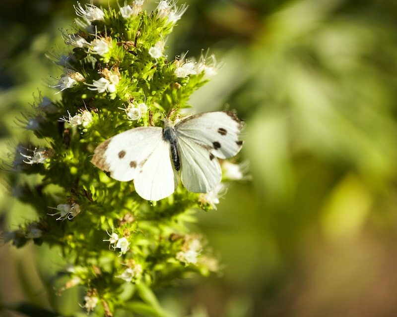 Papillon blanc sur une plante