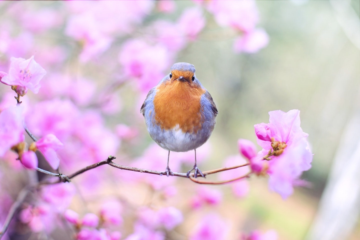 Comment parler du printemps en breton ?