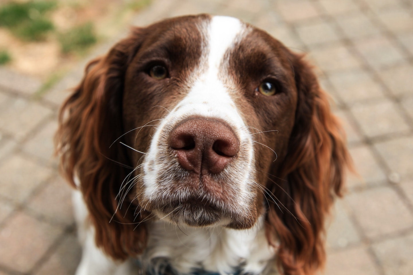Découvrez 3 races de chiens de Bretagne : pour un toutou 100% pur beurre