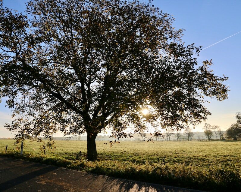 Plan large d'un arbre, un chêne