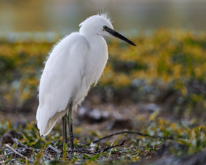 Une aigrette garzette