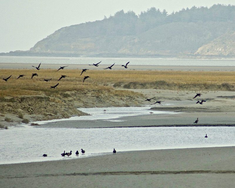 La Baie de Saint-Brieuc et ses oiseaux