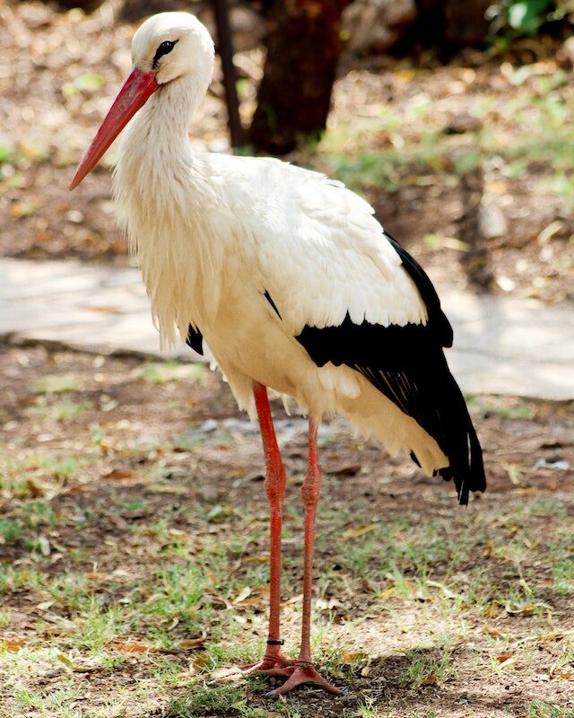 Une cigogne blanche