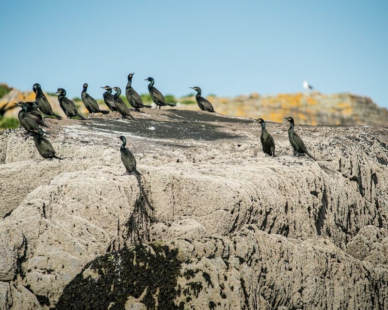 Une colonie de cormorans huppés
