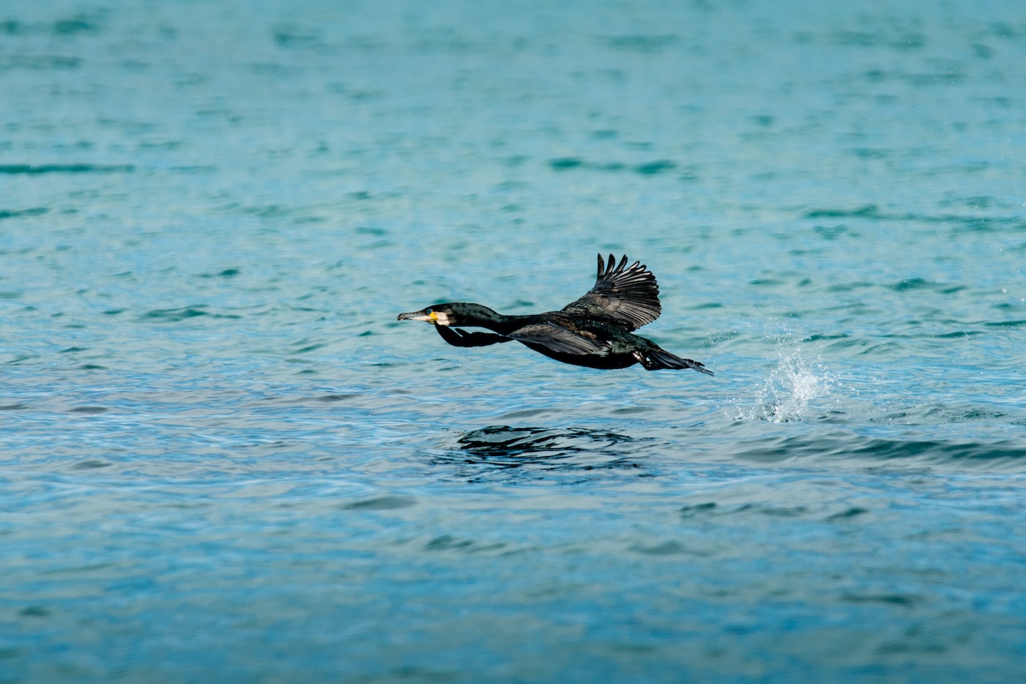 Les meilleurs spots pour observer les oiseaux en Bretagne