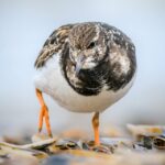 Un tournepierre à collier qui cherche à manger