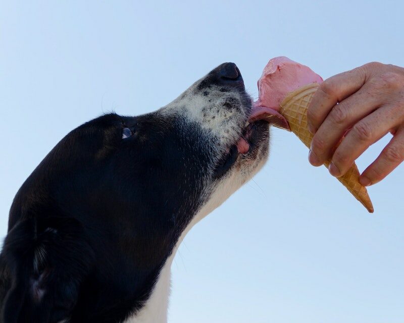 Un chien qui lèche un cornet de glace