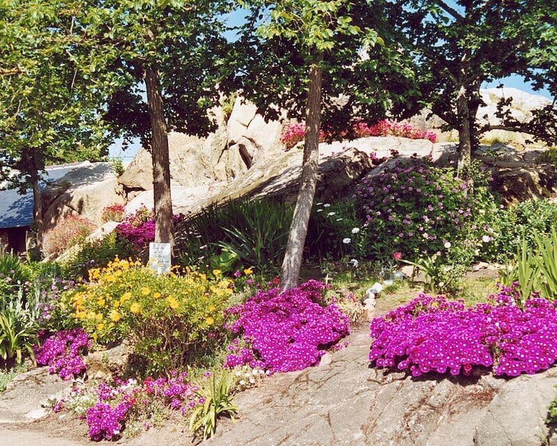 Les fleurs de l'Île de Bréhat