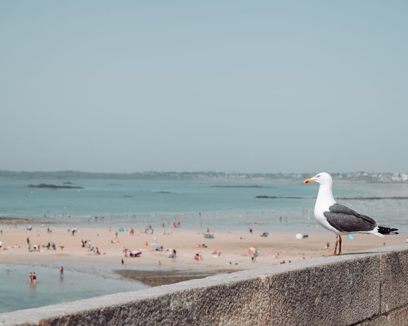 Un goéland sur les remparts de Saint-Malo face à la plage