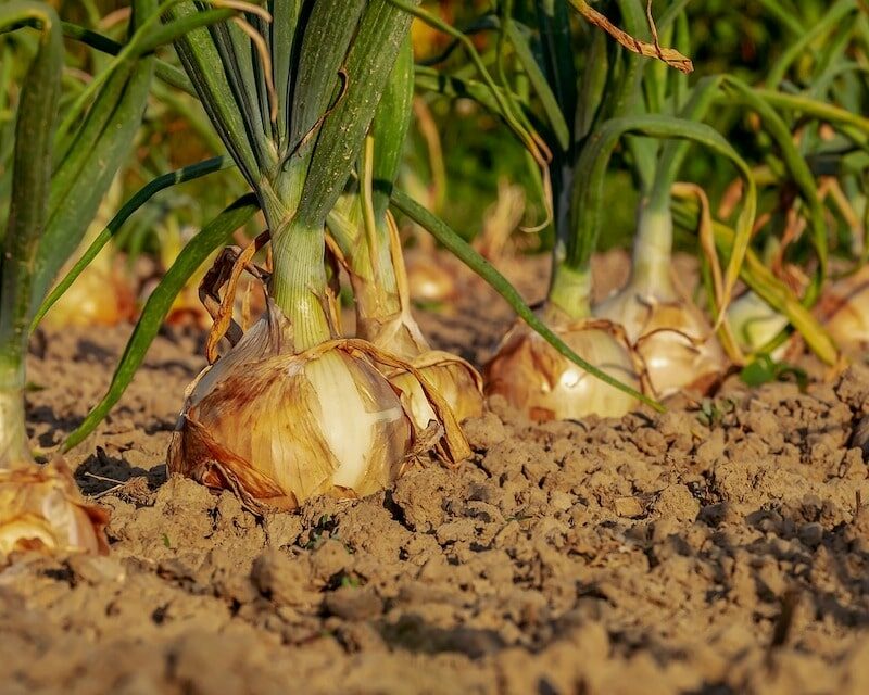 Plants d'oignons