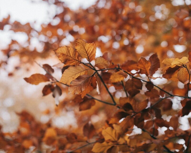 Des feuilles d'arbre en automne