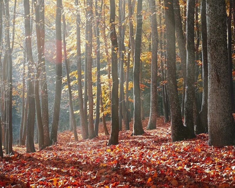 Un forêt en automne avec des feuilles au sol