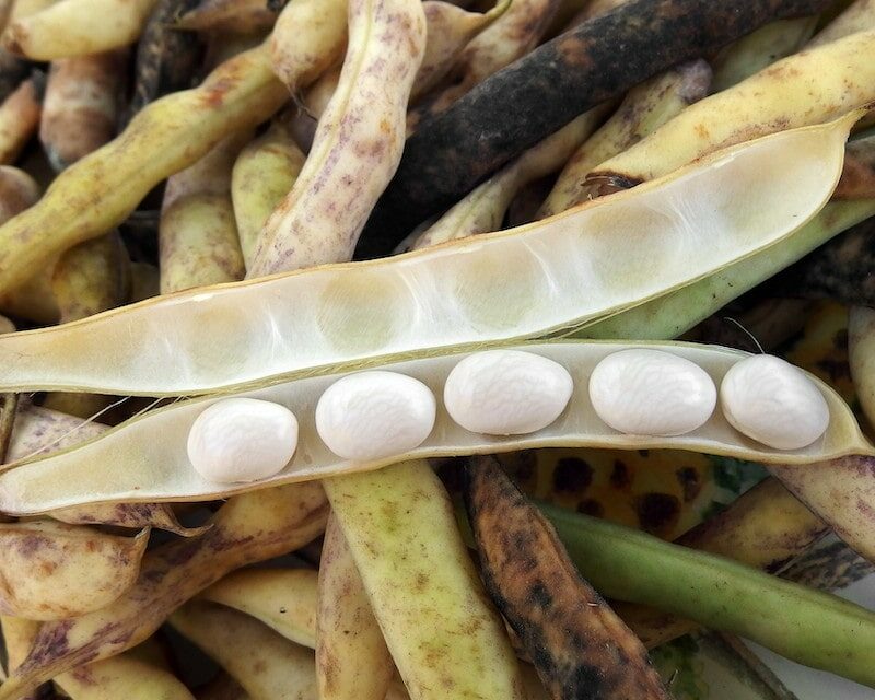 Gros plan sur une gousse et des grains de Coco de Paimpol