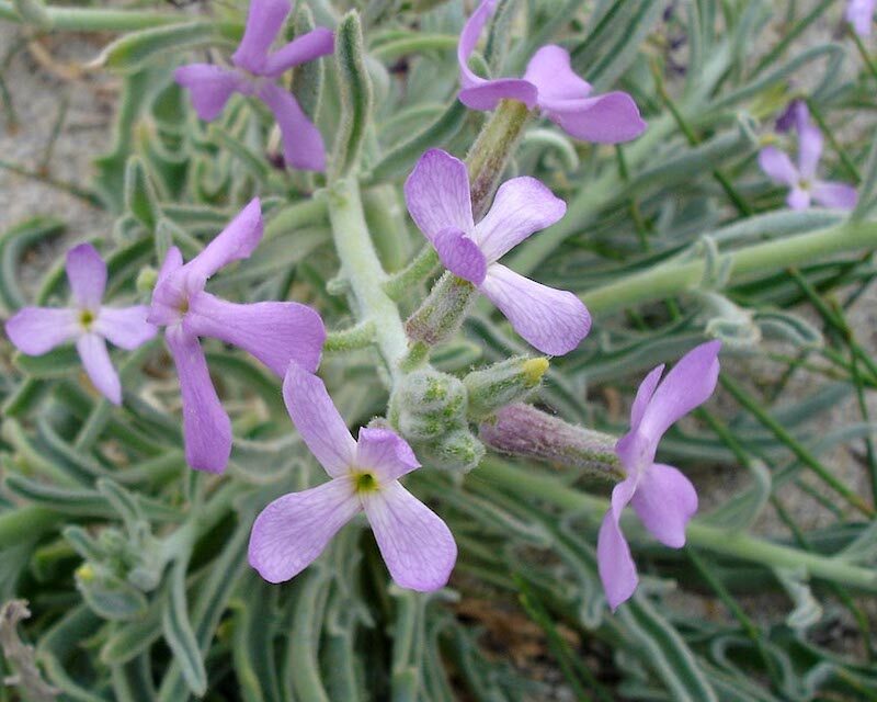 Une Giroflée des Dunes