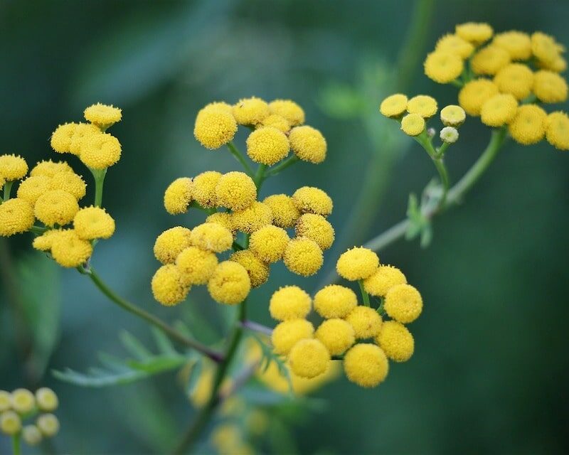 Immortelle des dunes