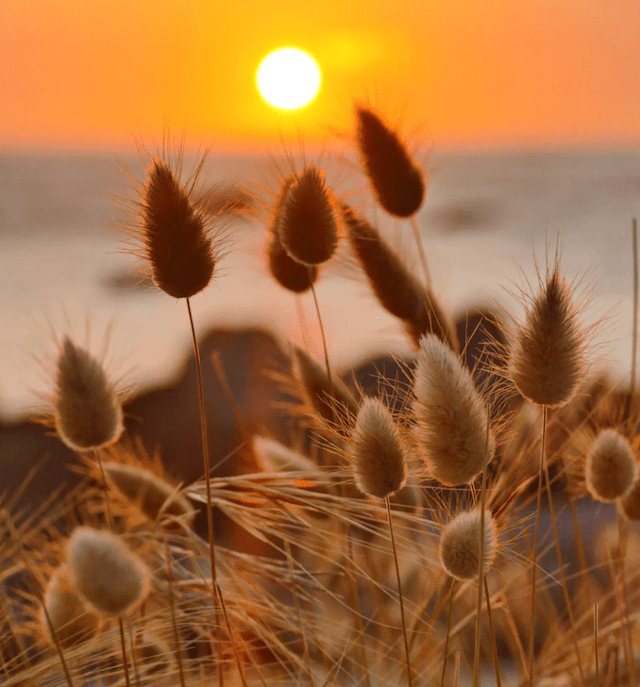 Des Lagures Ovales devant un coucher de soleil