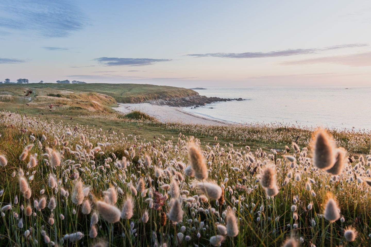 Top 5 des plantes et fleurs du littoral breton