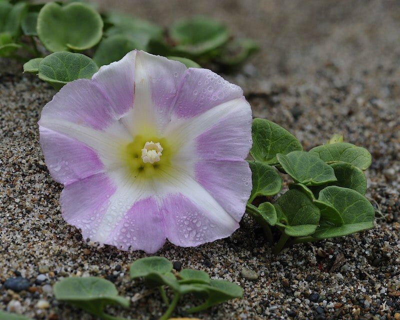 Un Liseron des Dunes