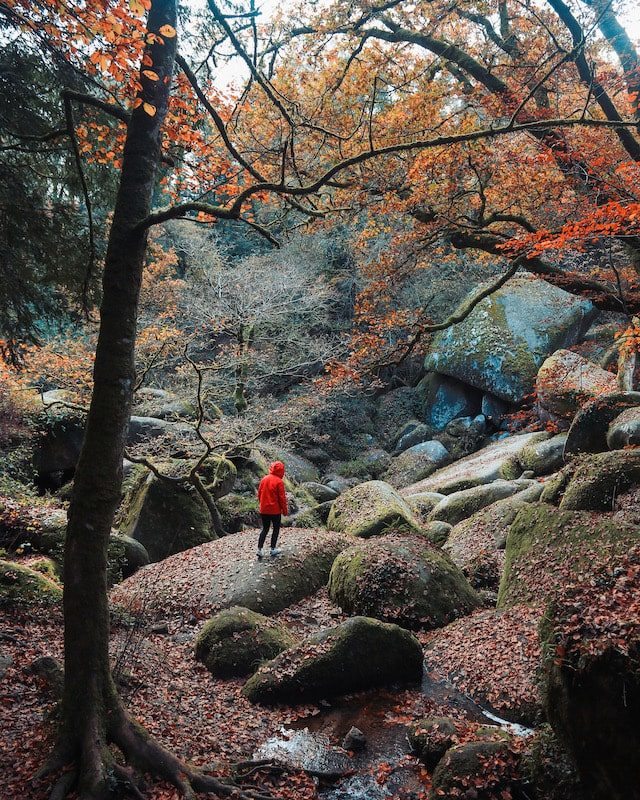 La forêt de Huelgoat